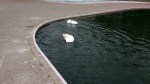 Swans