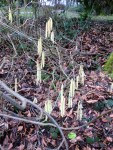 Catkins