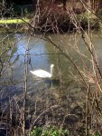 Swan on River&nbsp;Itchen