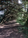 Yew Tree Walk&nbsp;4