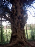 Yew Tree