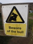 Beware The Bull