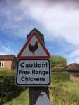 Caution Chickens
