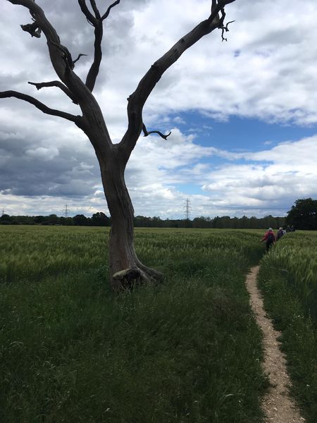 Silchester and Pamber Heath 3 29 May 2022