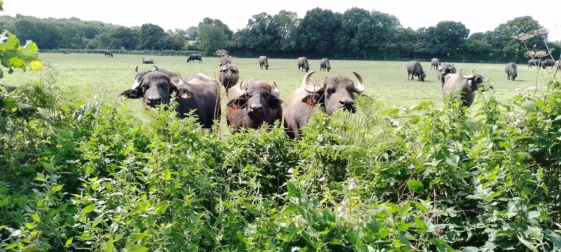 Annies and Robs walk in Ashford Hill - 9th August 2023 2