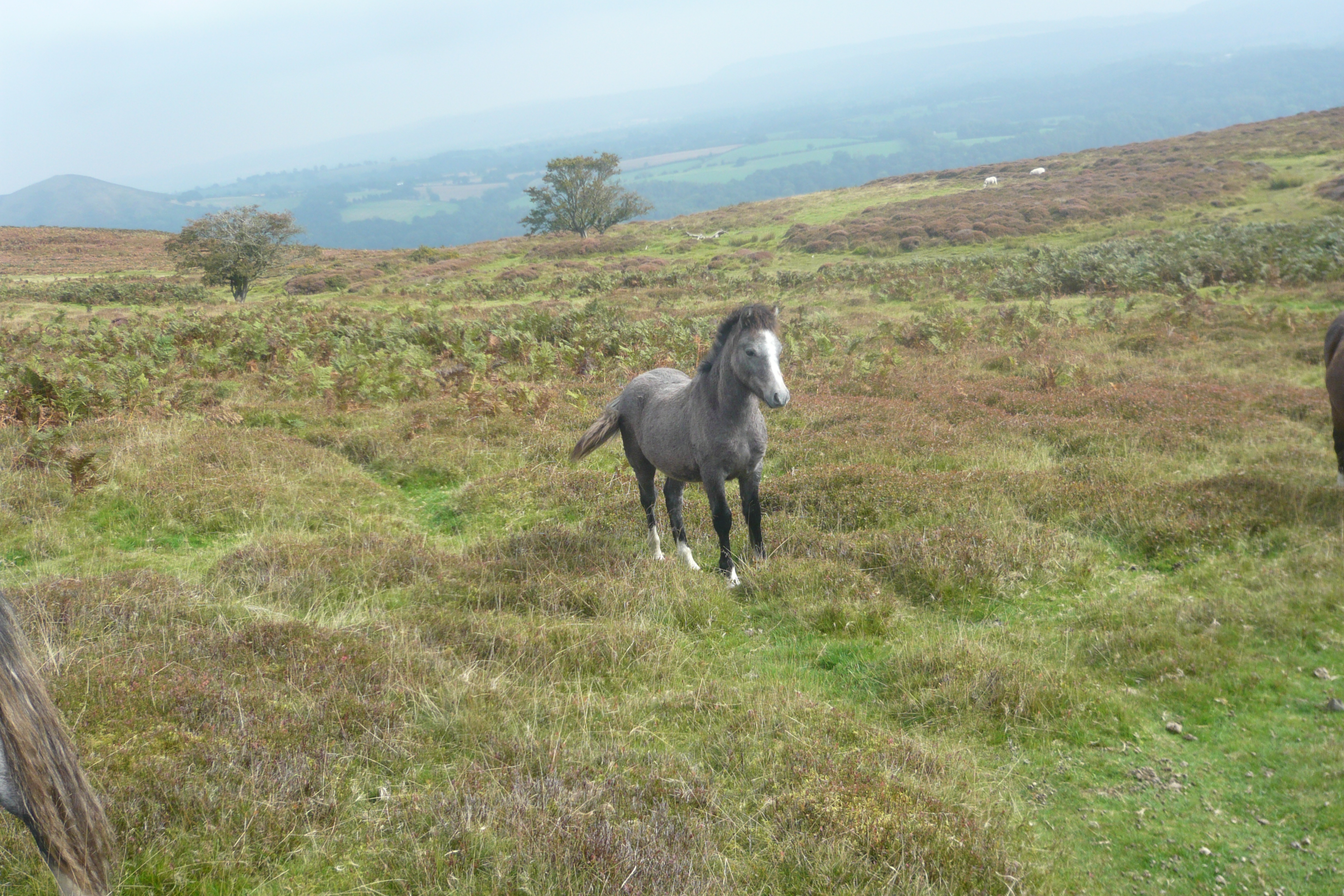 Church Stretton, Shropshire Sept 2024 1