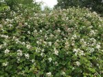 Cliddesden Blackberry blossom 11 June&nbsp;2025
